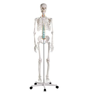Didactic Skeleton "OSCAR"