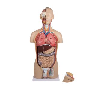 Human Organs Manikin "TORSO"